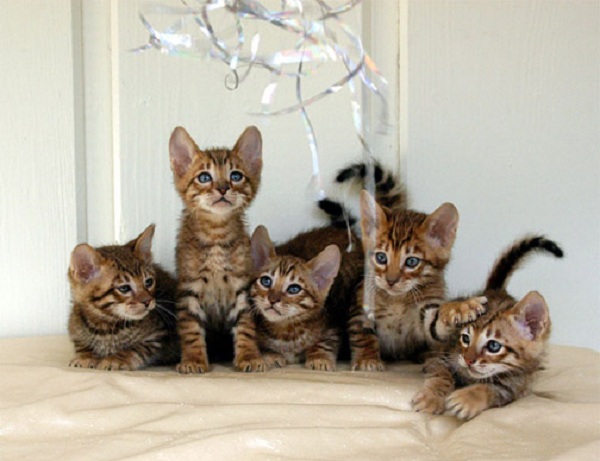 Cuccioli di Toyger