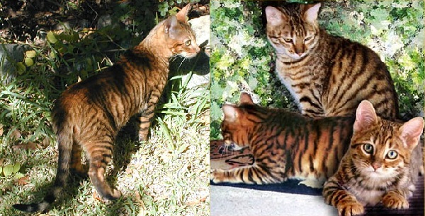 Razza Toyger