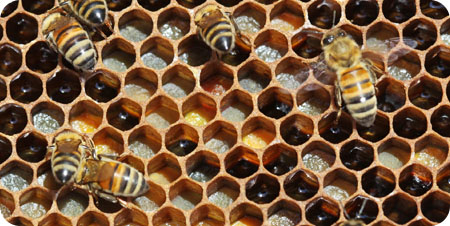 Atlante di apicoltura