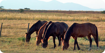 Atlanti di zootecnia