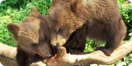 Atlante della fauna selvatica italiana