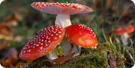 Atlante dei funghi