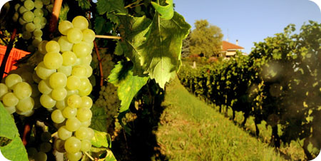 Atlante dei vini italiani