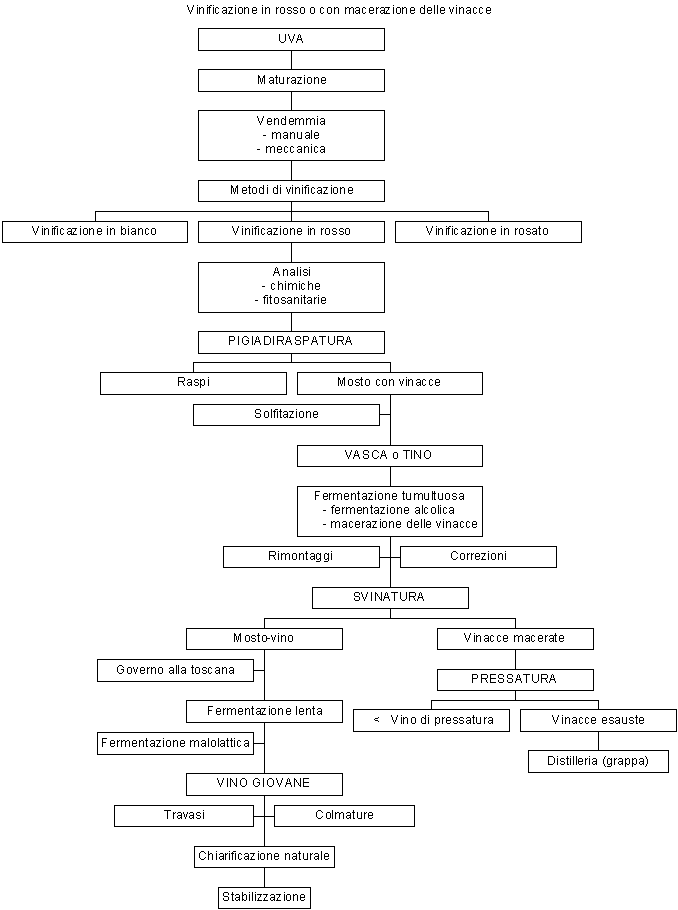 Vinificazione in rosso