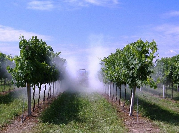 Impolveratore al lavoro in un vigneto