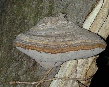 Fomes fomentarius