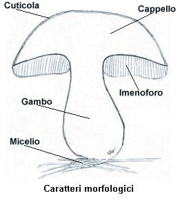 Morfologia dei funghi