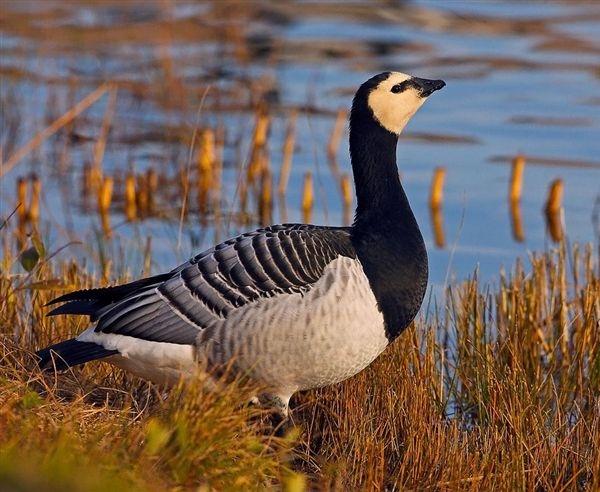 Oca a faccia bianca - Branta leucopsis