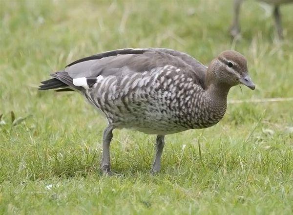 Femmina di Oca Arborea australiana - Chenonetta jubata