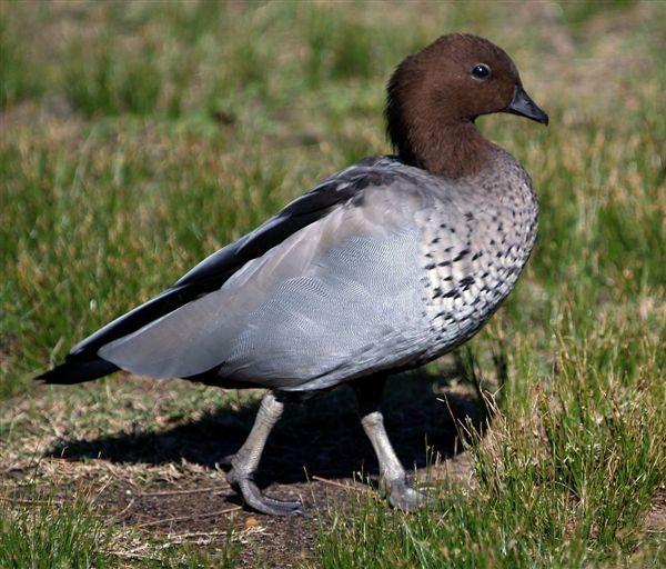 Maschio di Oca Arborea australiana - Chenonetta jubata