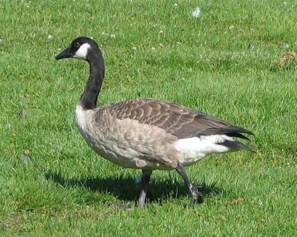 Oca Canadese - Branta canadensis