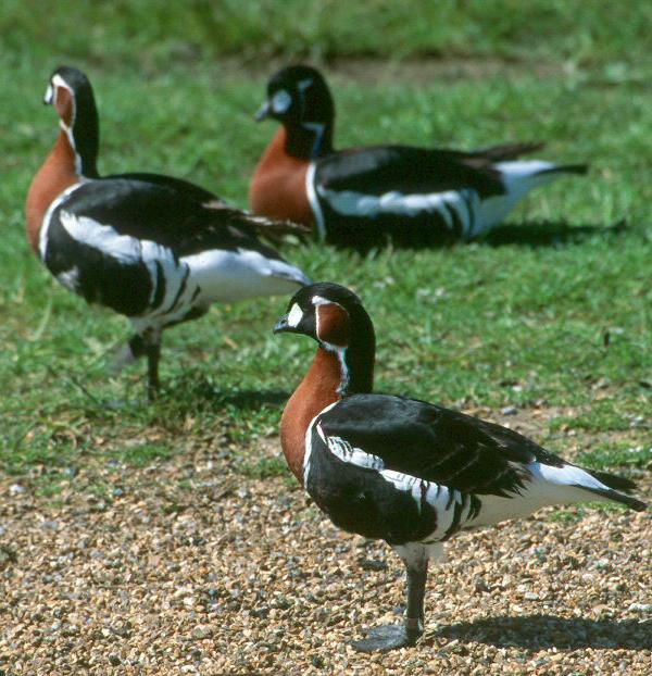 Oca Collorosso - Branta ruficollis