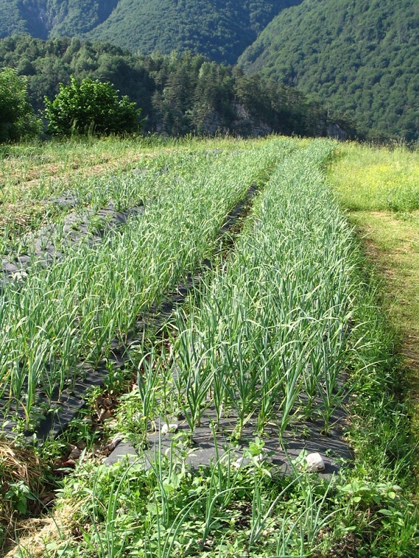 Campo di aglio di Resia