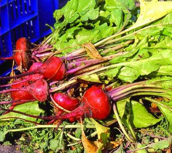 Barbabietola rossa di Chioggia