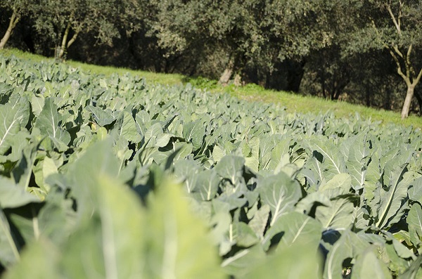 Broccoletto di Custoza