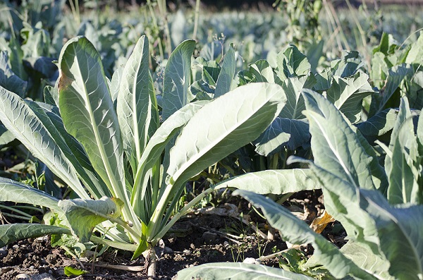 Broccoletto di Custoza