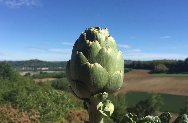 Carciofo astigiano del sorì