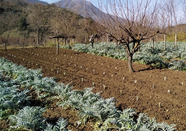 Carciofo Bianco di Pertosa