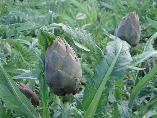 Carciofo spinoso di Palermo o Menfi