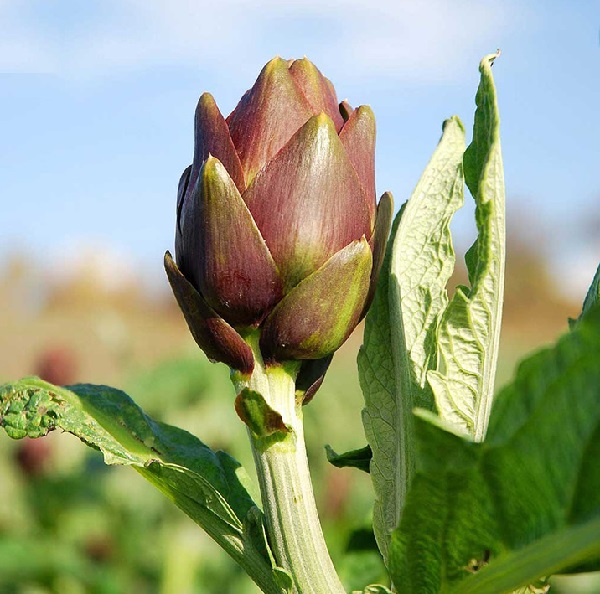 Carciofo Violetto Catanese