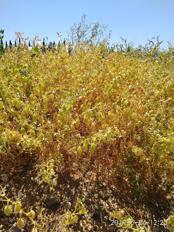 Cece rugoso della Maremma