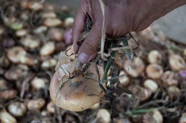 Cipolla Bionda di Cureggio e Fontaneto