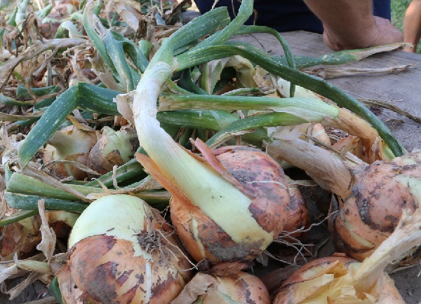 Cipolla Bionda piatta di Drubiaglio