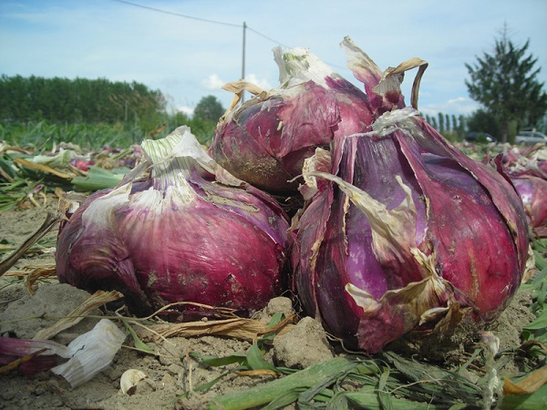 Cipolla Rossa di Breme