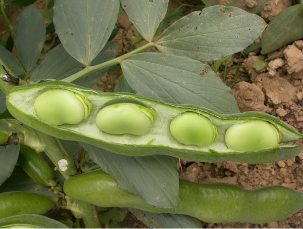 Fava di Fratte Rosa