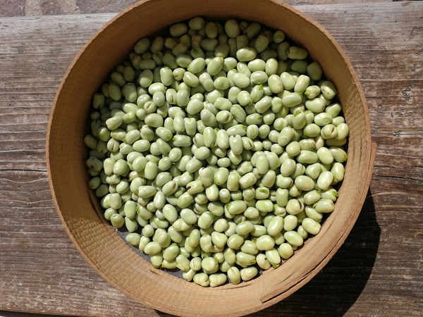 Fava di Sauris