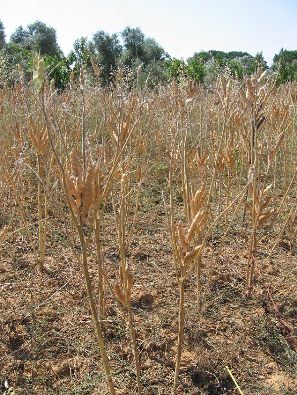 Lupino dolce della Maremma