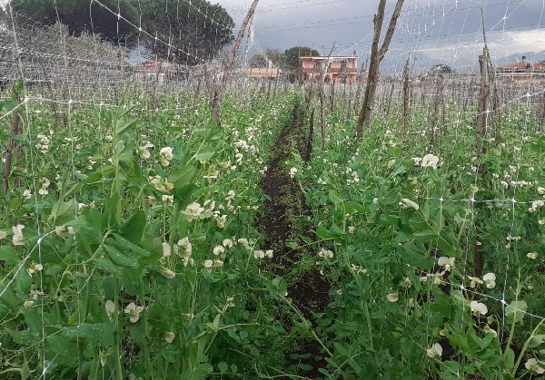 Pisello Centogiorni del Vesuvio