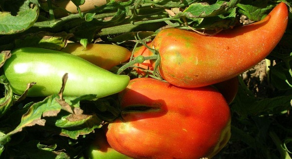 Pomodoro Corno di toro