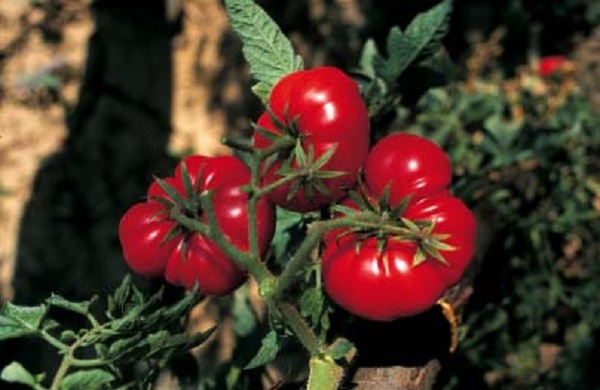 Pomodoro costoluto fiorentino