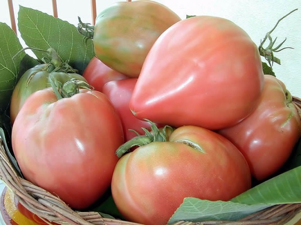 Pomodoro di Belmonte