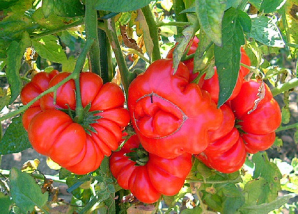 Pomodoro grinzoso di San Miniato