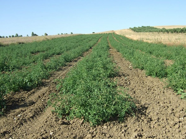 Pomodoro Pizzutello di Paceco