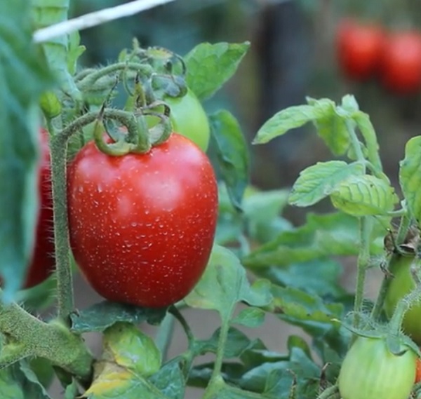 Pomodoro Re Umberto