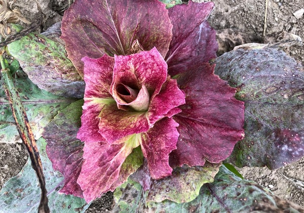 Radicchio Rosa di Gorizia