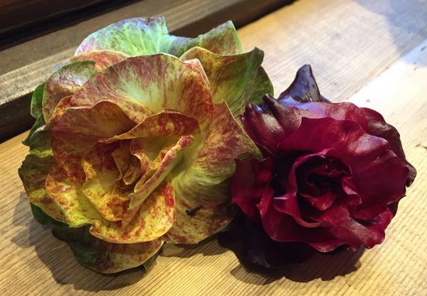 Radicchio Rosa di Gorizia