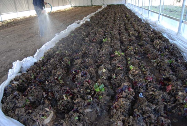 Radicchio Rosa di Gorizia