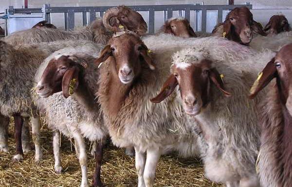 Pecore di razza Awassi