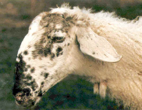 Testa di pecora di razza Bagnolese