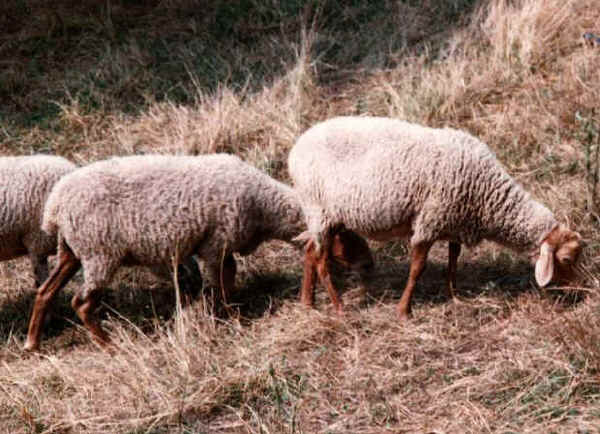 Pecore di razza Brogna