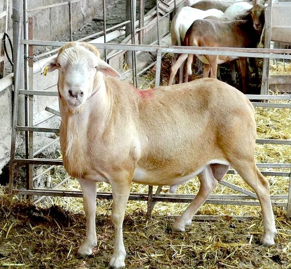 Raza Canaria De Pelo