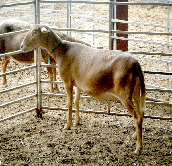 Raza Canaria De Pelo