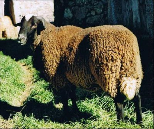 Castellana Variedad negra