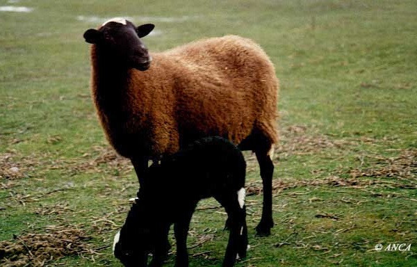 Castellana Variedad negra