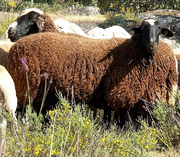 Castellana Variedad negra