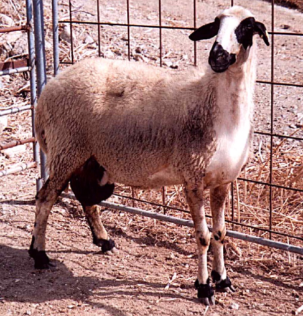 Pecore Chios